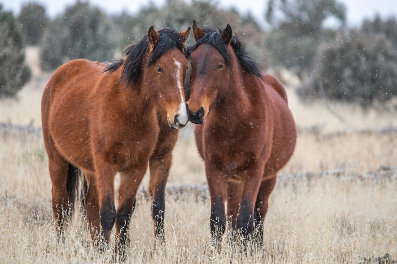 Two horses standing next to each other in a field.