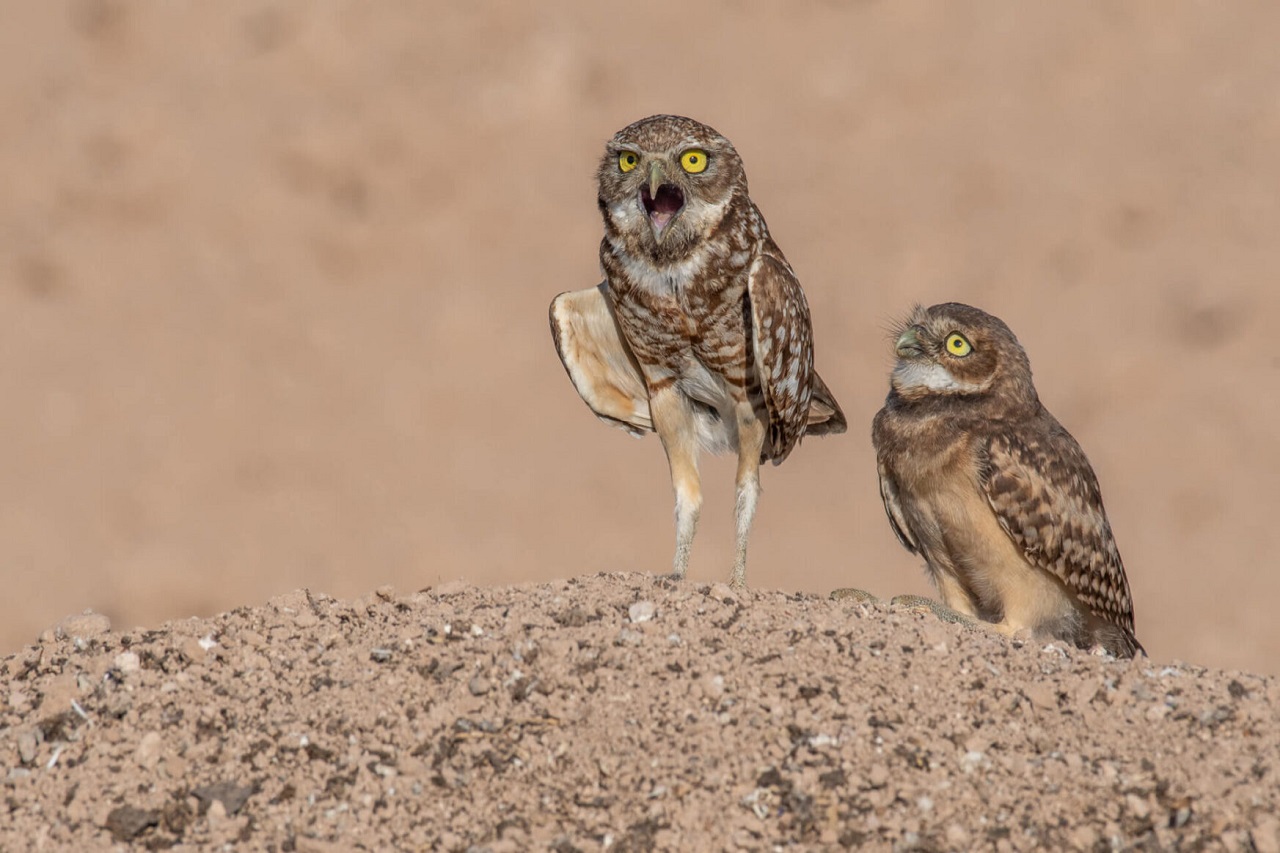 Two owls standing on a dirt hill with one looking at the camera.