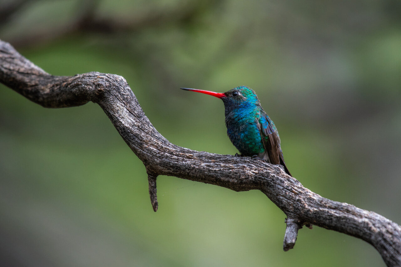 A bird perched on top of a tree branch.