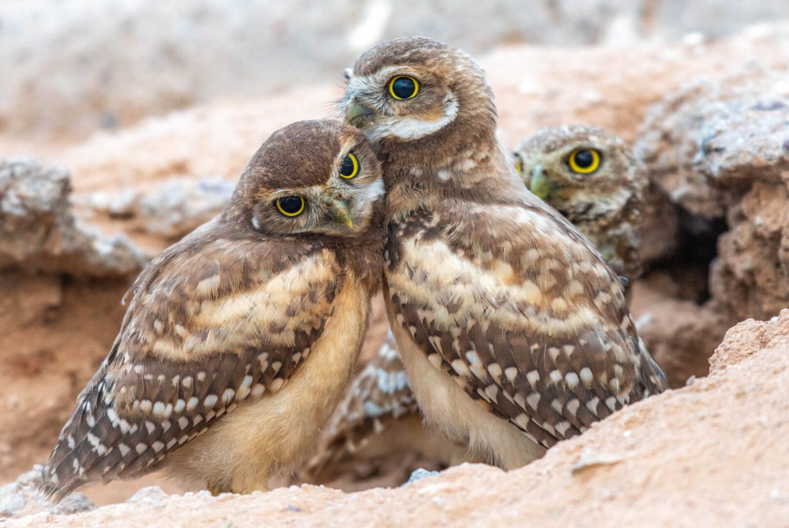 Three owls are sitting together in a pile of rocks.