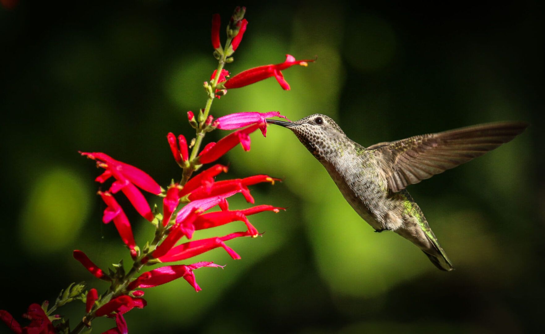 A hummingbird is flying near the flower.